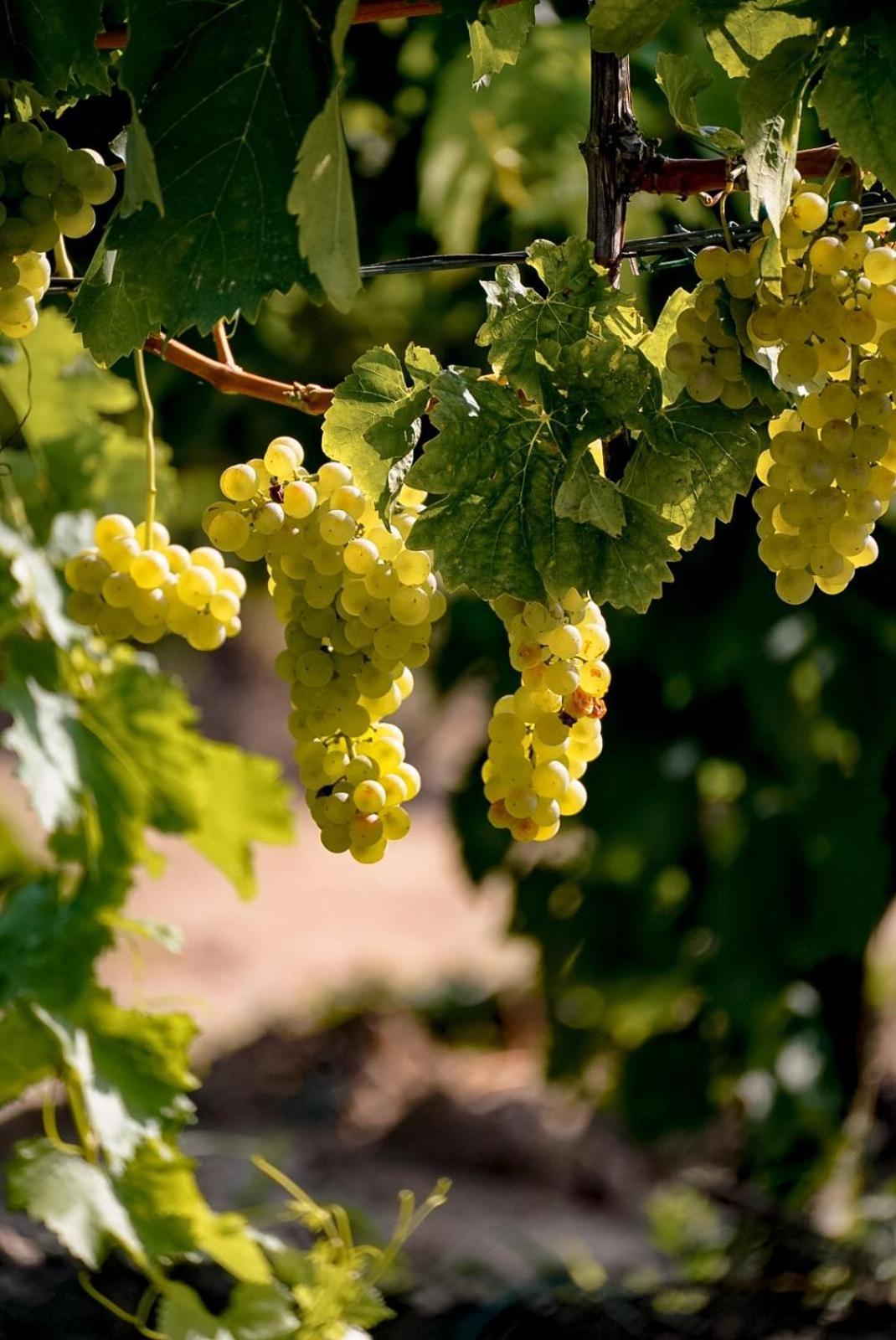 Wine Residence Cattunar Brtonigla Luaran gambar