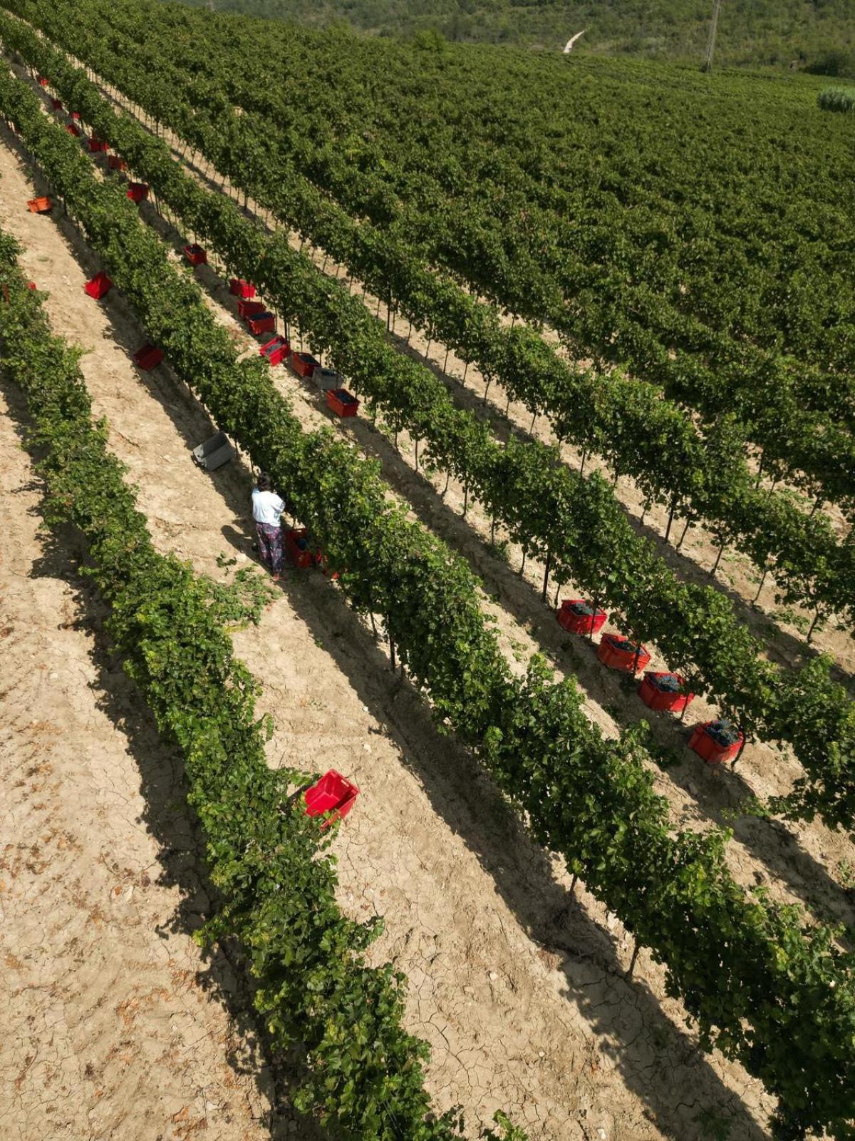 Wine Residence Cattunar Brtonigla Luaran gambar