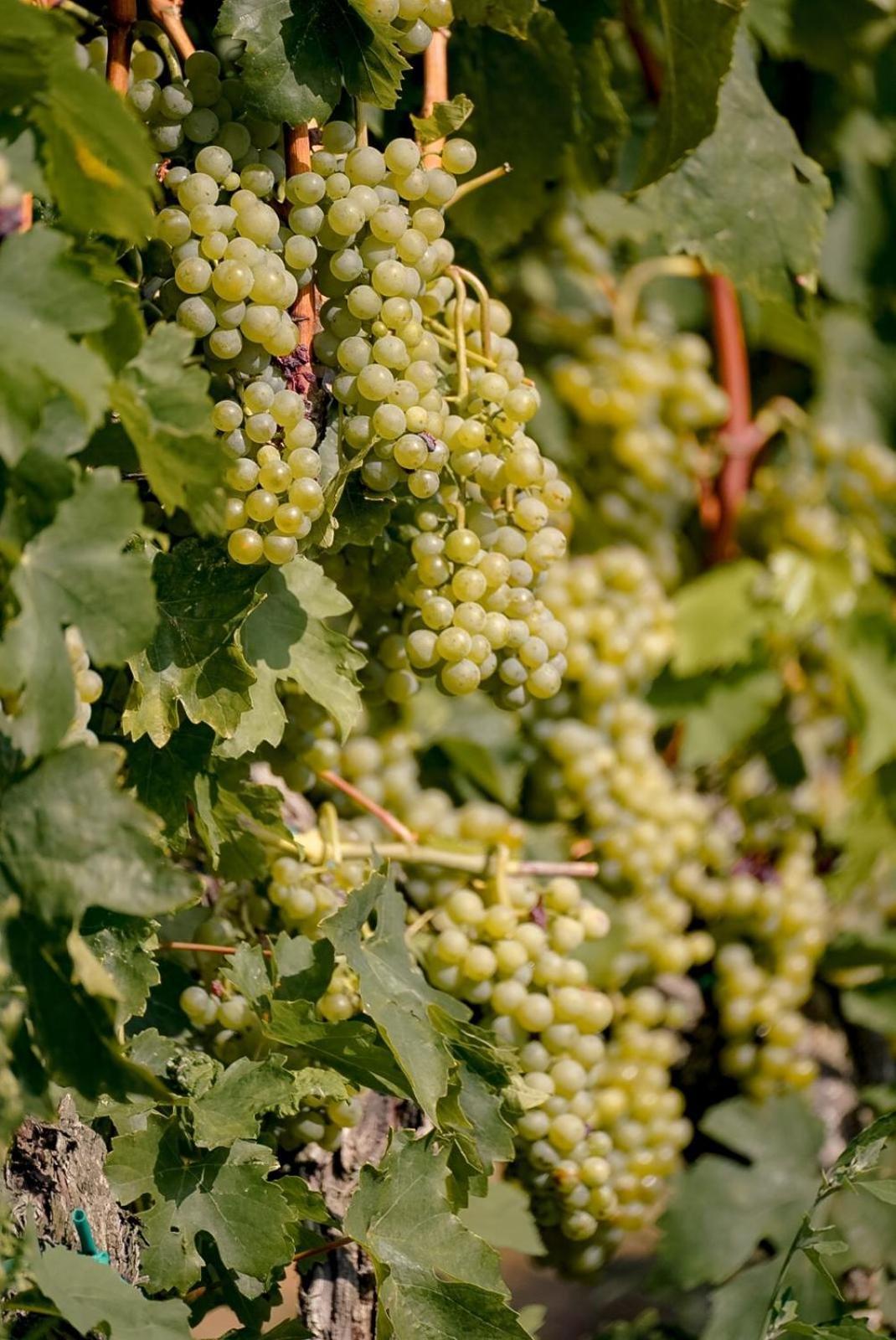 Wine Residence Cattunar Brtonigla Luaran gambar